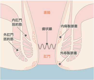 肛門のしくみ